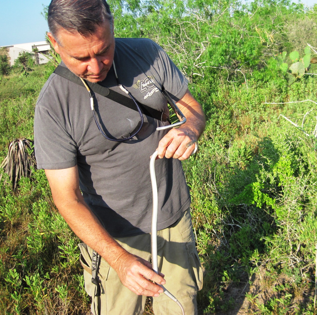 A volunteer handles an unidentified snake specimen.