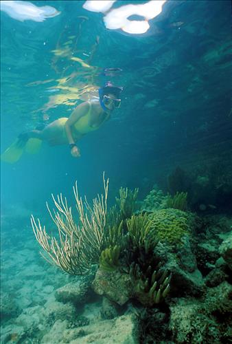 A. Askins snorkeling near moat wall area of Fort Jefferson, Florida in 1993