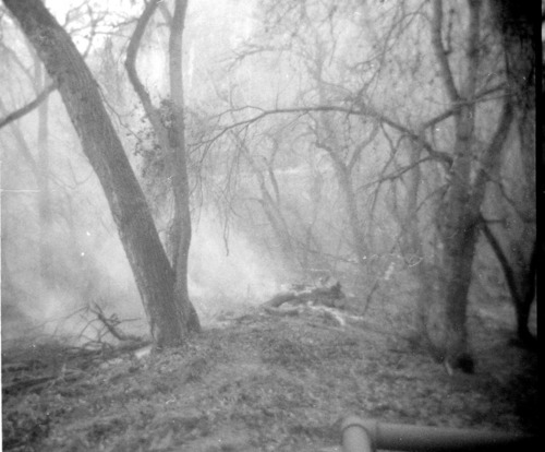 Trees on lodge spray field during the clearing/cleaning stage.