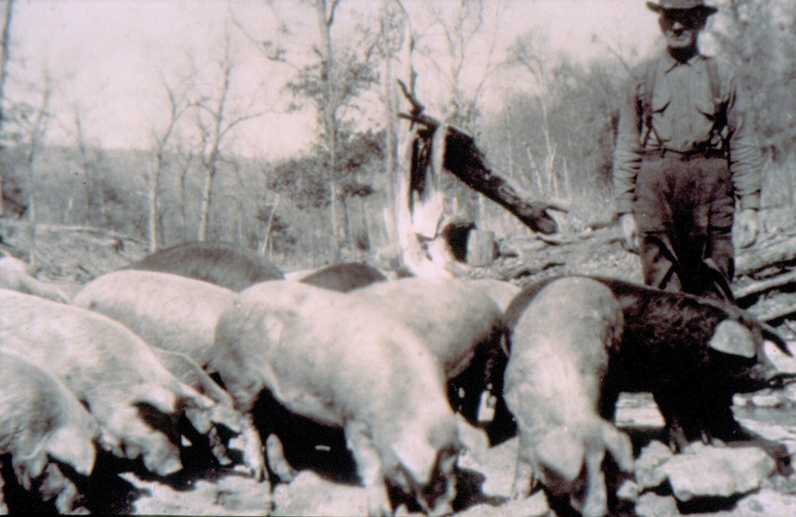 black and white photo of man at top right wearing pants with suspenders, shirt and hat. several pigs cover foreground. trees in background