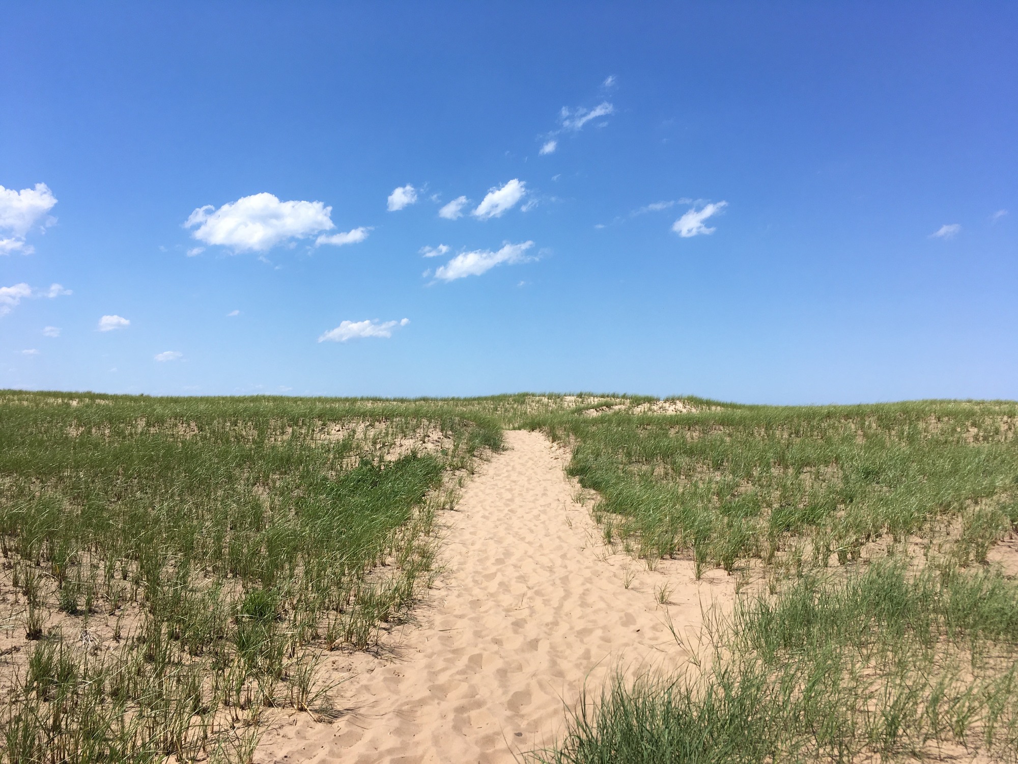 Sand walking path through a field of short wind-blown green grass on a dune. Blue sky with a few cloud puffs in the background.