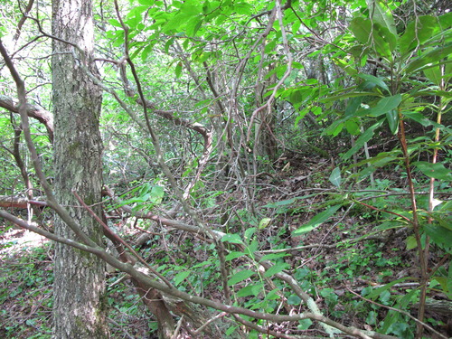 GRSM Accuracy Assessment. Plot Code: GRSM_AA_0377_2