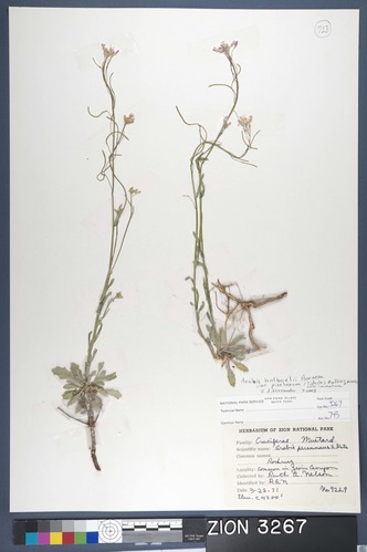 Herbarium Specimen Sheet 3267