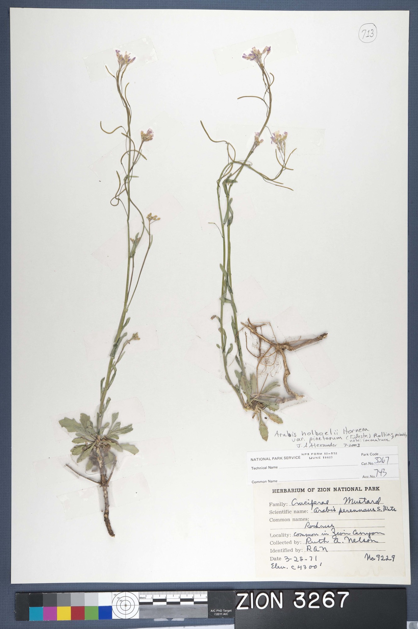 Herbarium Specimen Sheet 3267