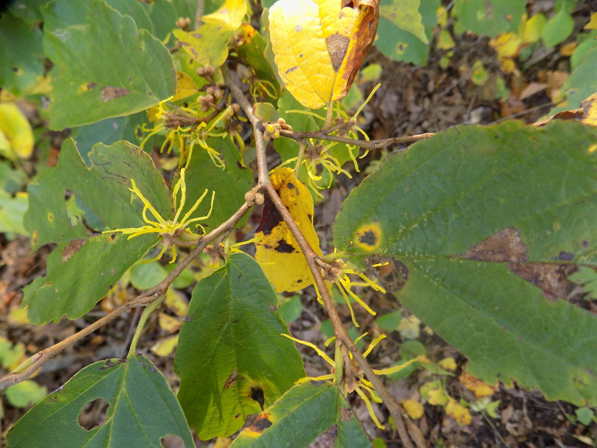 An closeup image of witch hazel flowers. 