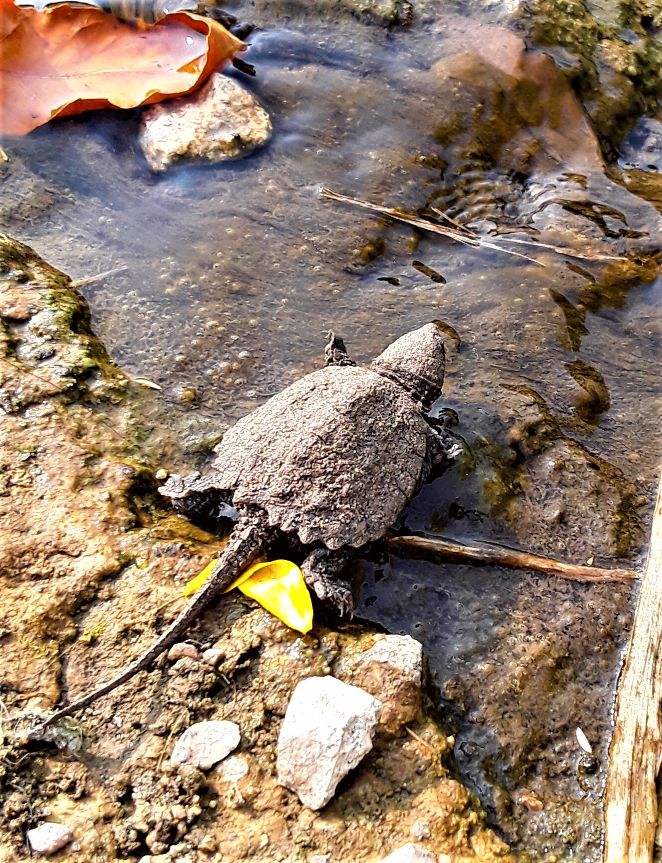 Small baby turtle entering shallow water.
