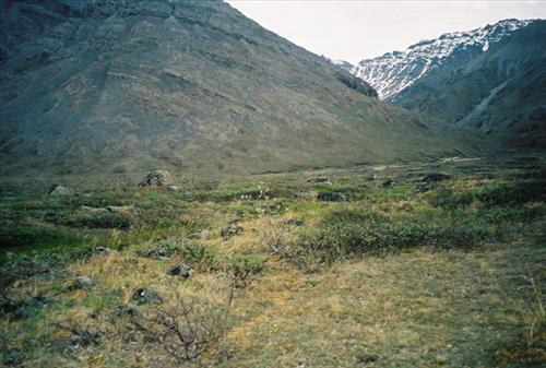 6 Gates of the Arctic National Park and Preserve Itkillik Birds Survey June 2006