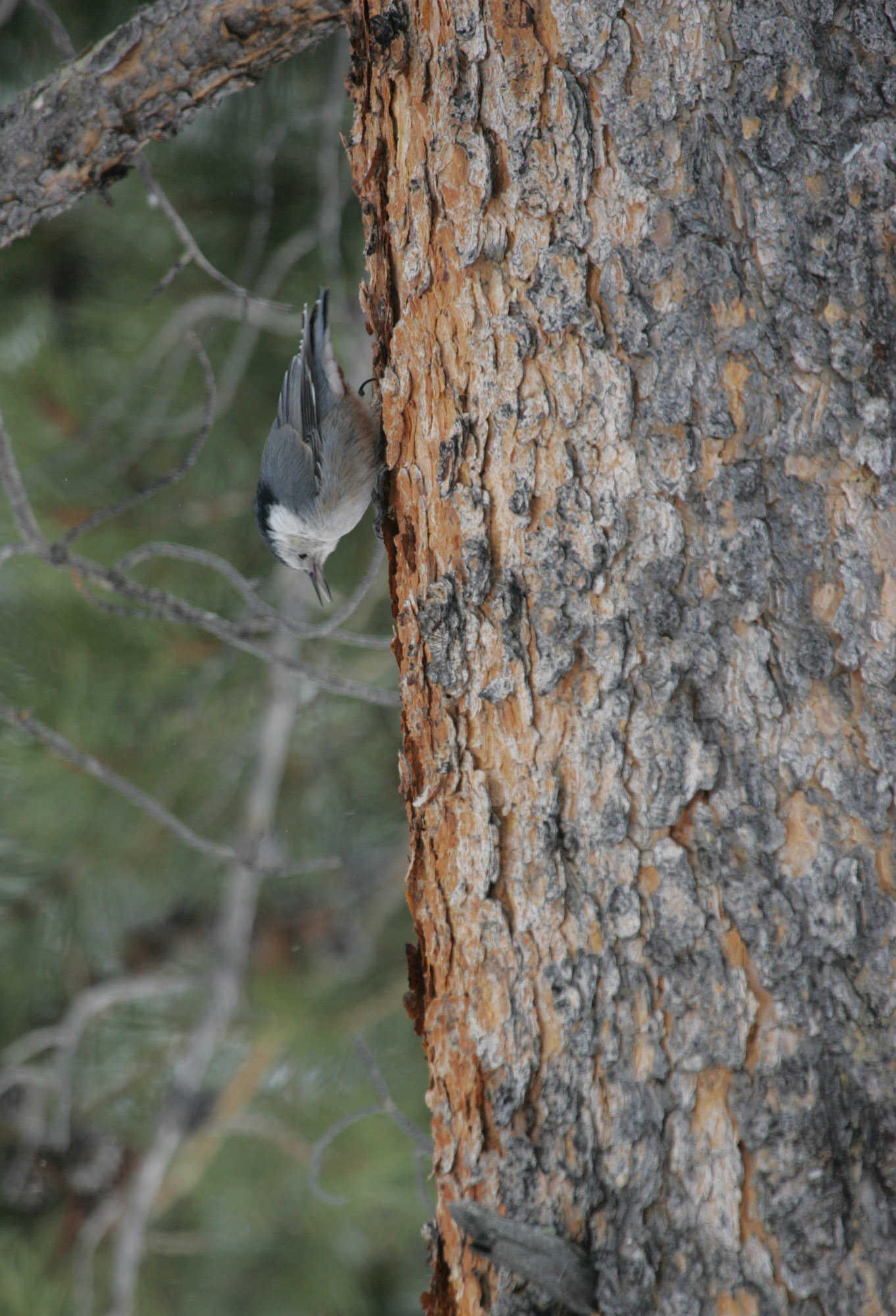 White-breasted nuthatch facing downward on the side of a tree trunk.