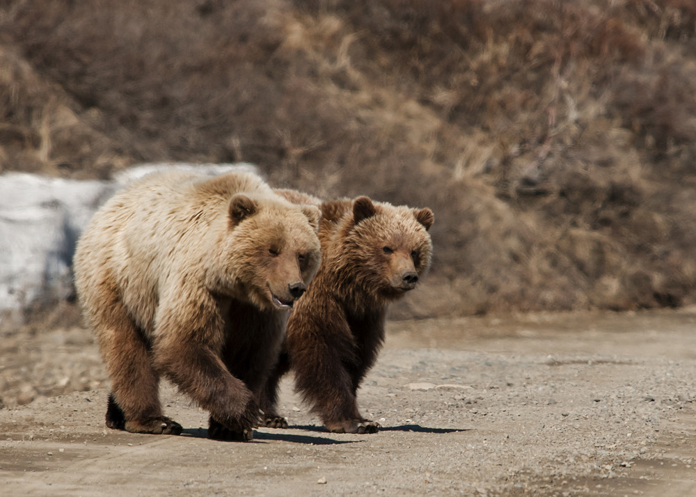 two large brown bears on a dirt road
