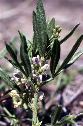 Badlands Flowers: Red, Pink, Blue