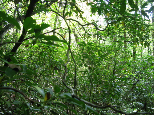 GRSM Accuracy Assessment. Plot Code: GRSM_AA_0806_4