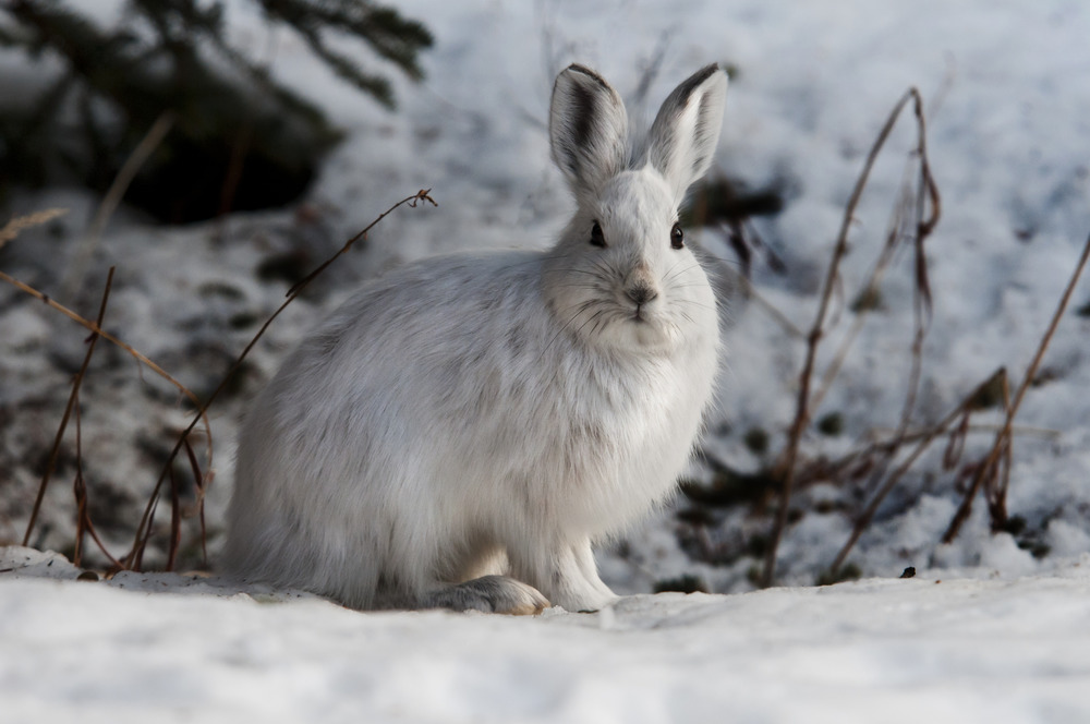 a white hare sitting in a snowy forest