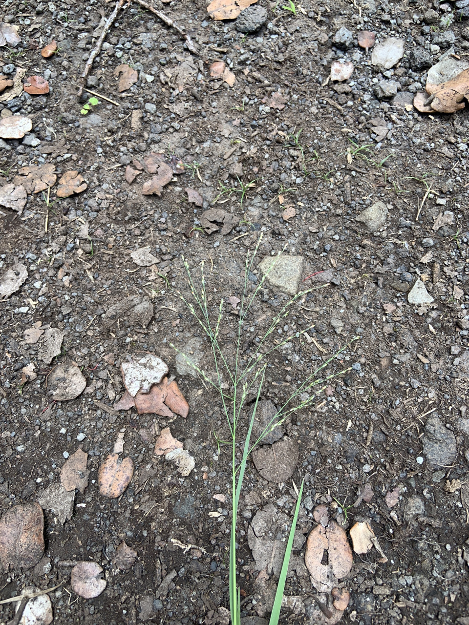 Photo of plant species Panicum repens