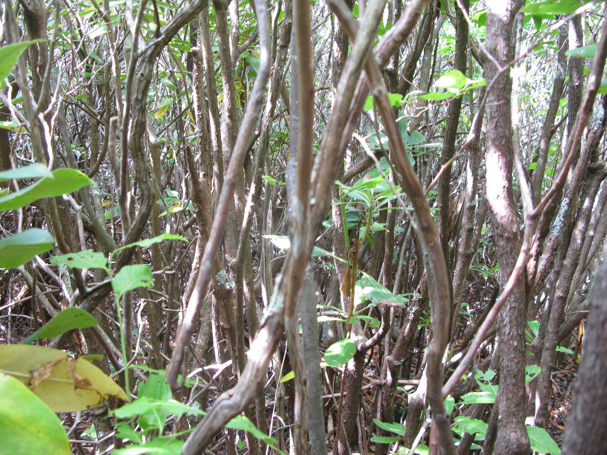 GRSM Accuracy Assessment. Plot Code: GRSM_AA_0832_6