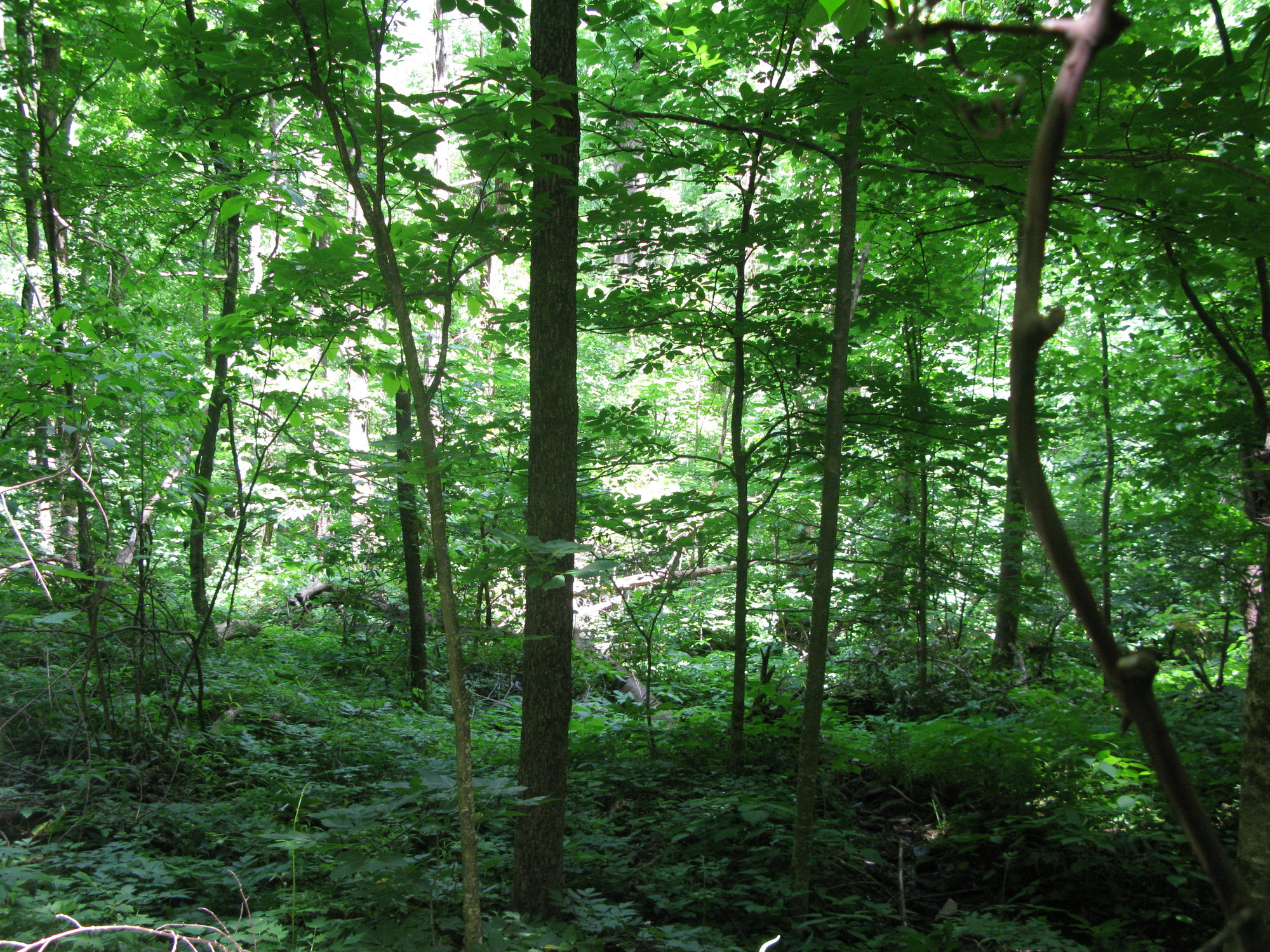 GRSM Accuracy Assessment. Plot Code: GRSM_AA_0643