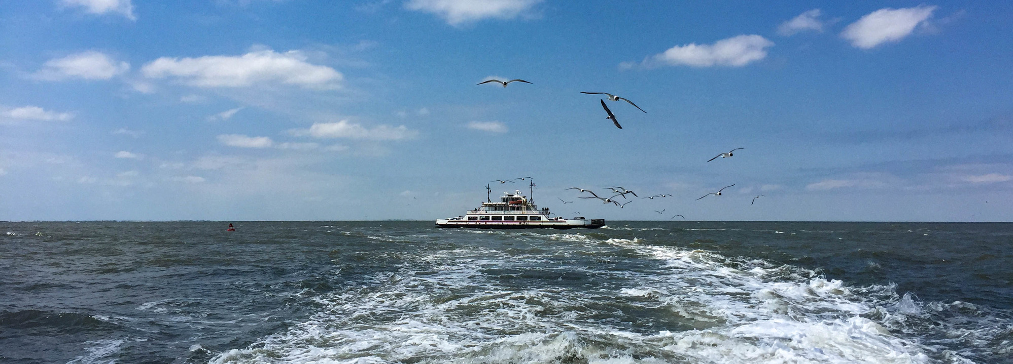 Seagulls flying over a vehicle ferry