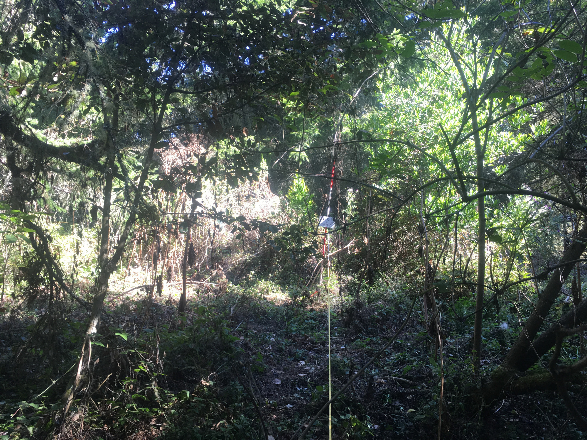 Eye-level view from the center point of a plant community monitoring plot