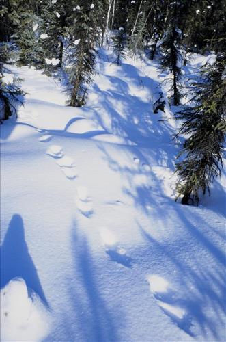Moose Browse Collection, Yukon-Charley Rivers, 2003 2