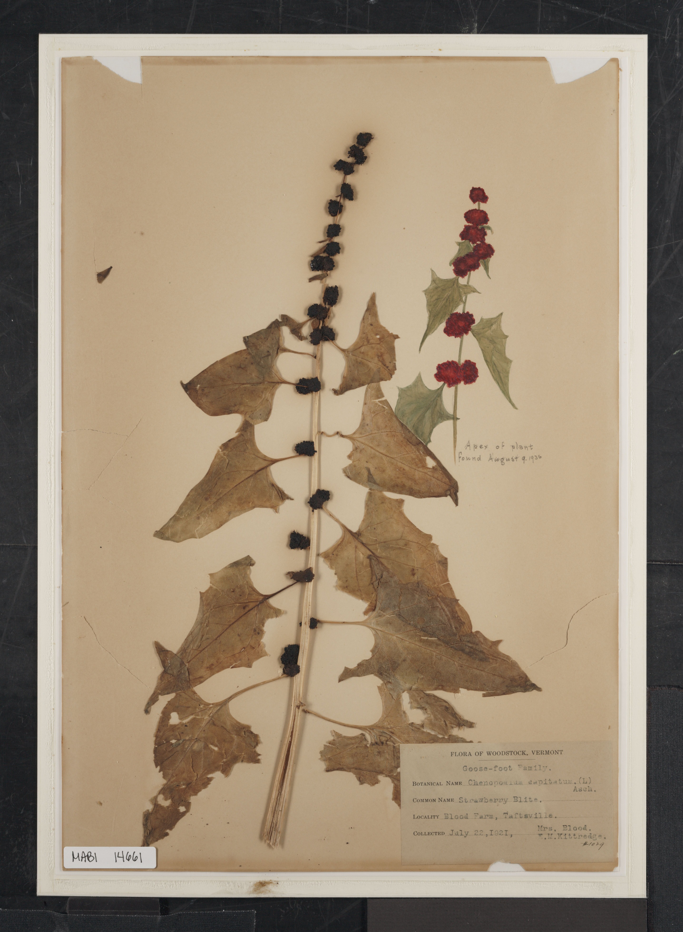 Preserved biological specimen on paper.