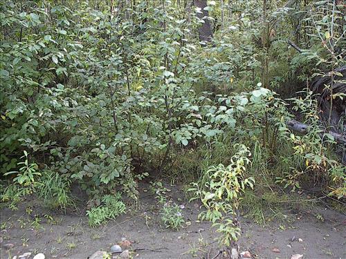 Bonanza Creek Water Quality Testing, Yukon-Charley Rivers, 2003