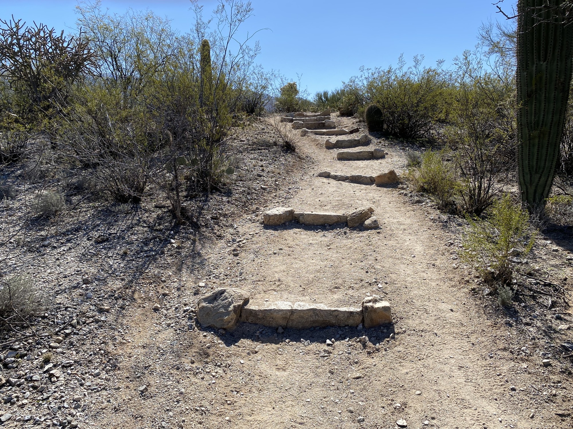 Steps on Cactus Forest Trail