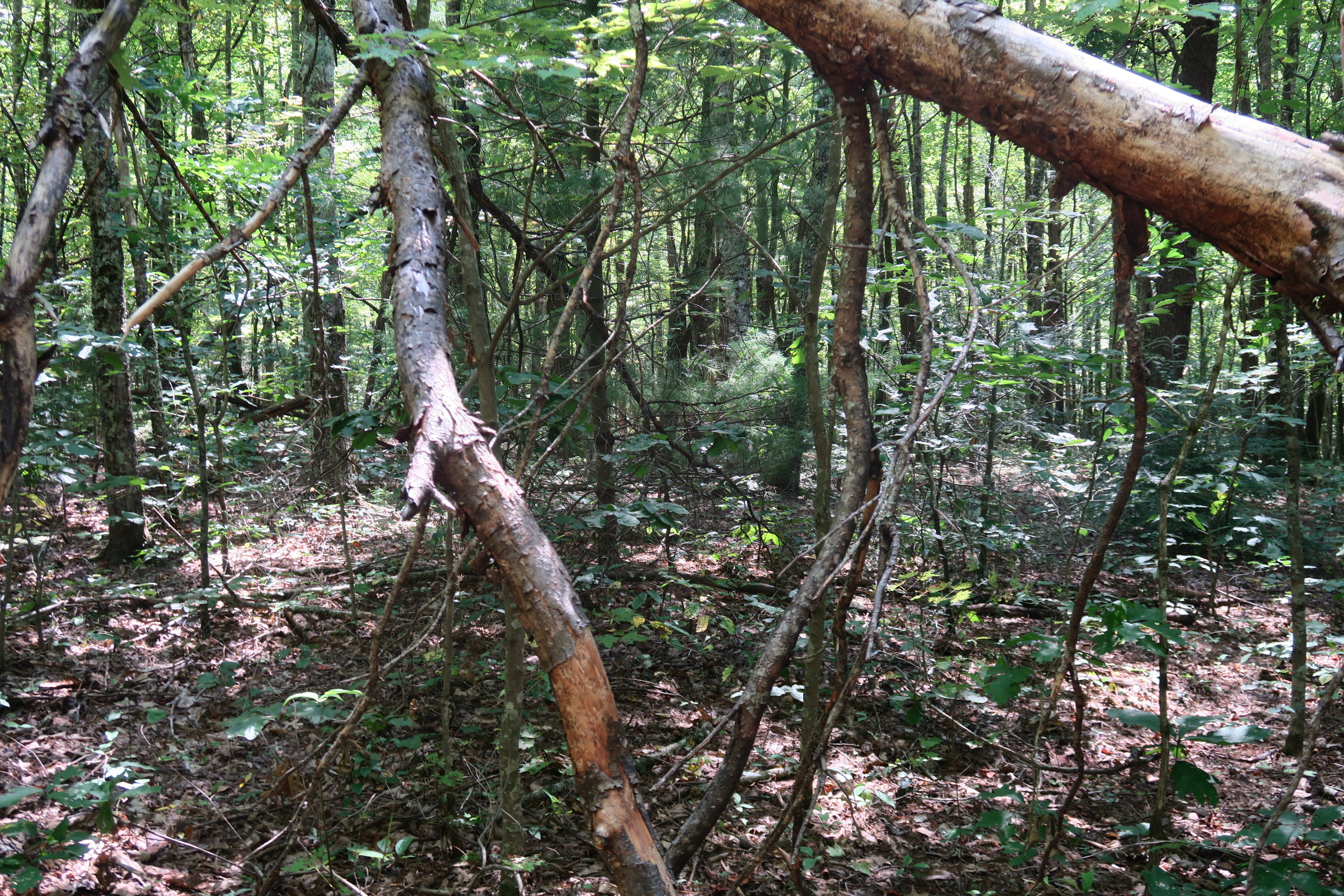 GRSM Accuracy Assessment. Plot Code: GRSM_AA_0890_4