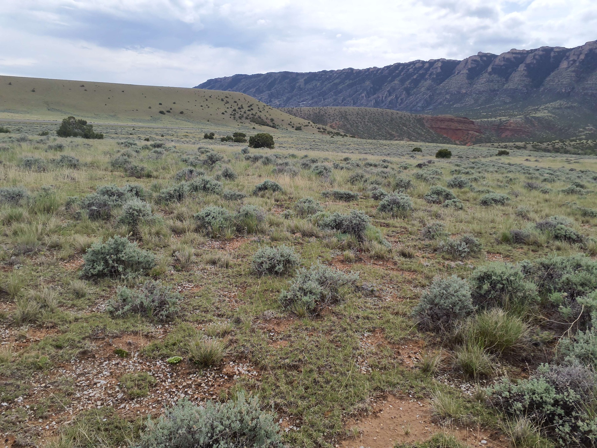 Photo of the landscape and upland vegetation in Bighorn Canyon National Recreation Area.