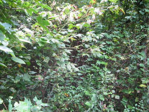 GRSM Accuracy Assessment. Plot Code: GRSM_AA_0718_3