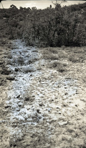 Overgrazed bitter brush, Corral Hollow.