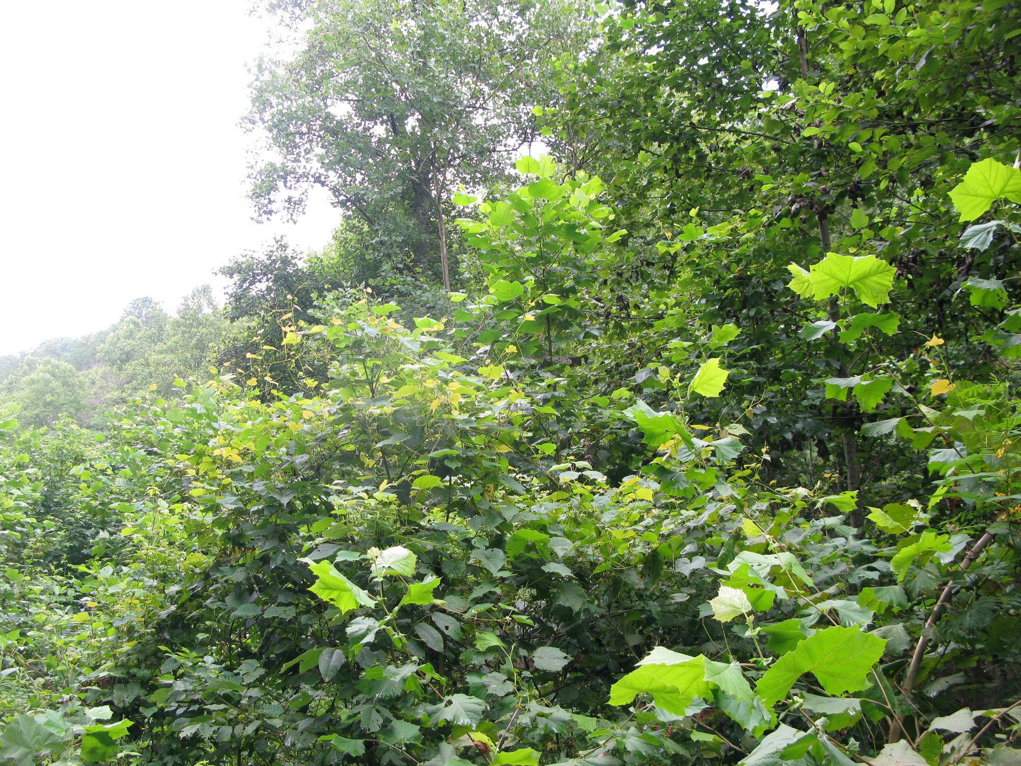 GRSM Accuracy Assessment. Plot Code: GRSM_AA_0903_6