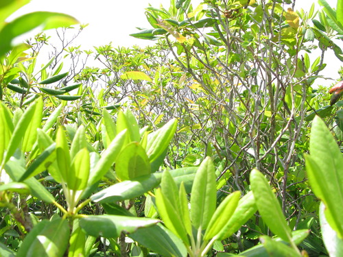 GRSM Accuracy Assessment. Plot Code: GRSM_AA_0960_4