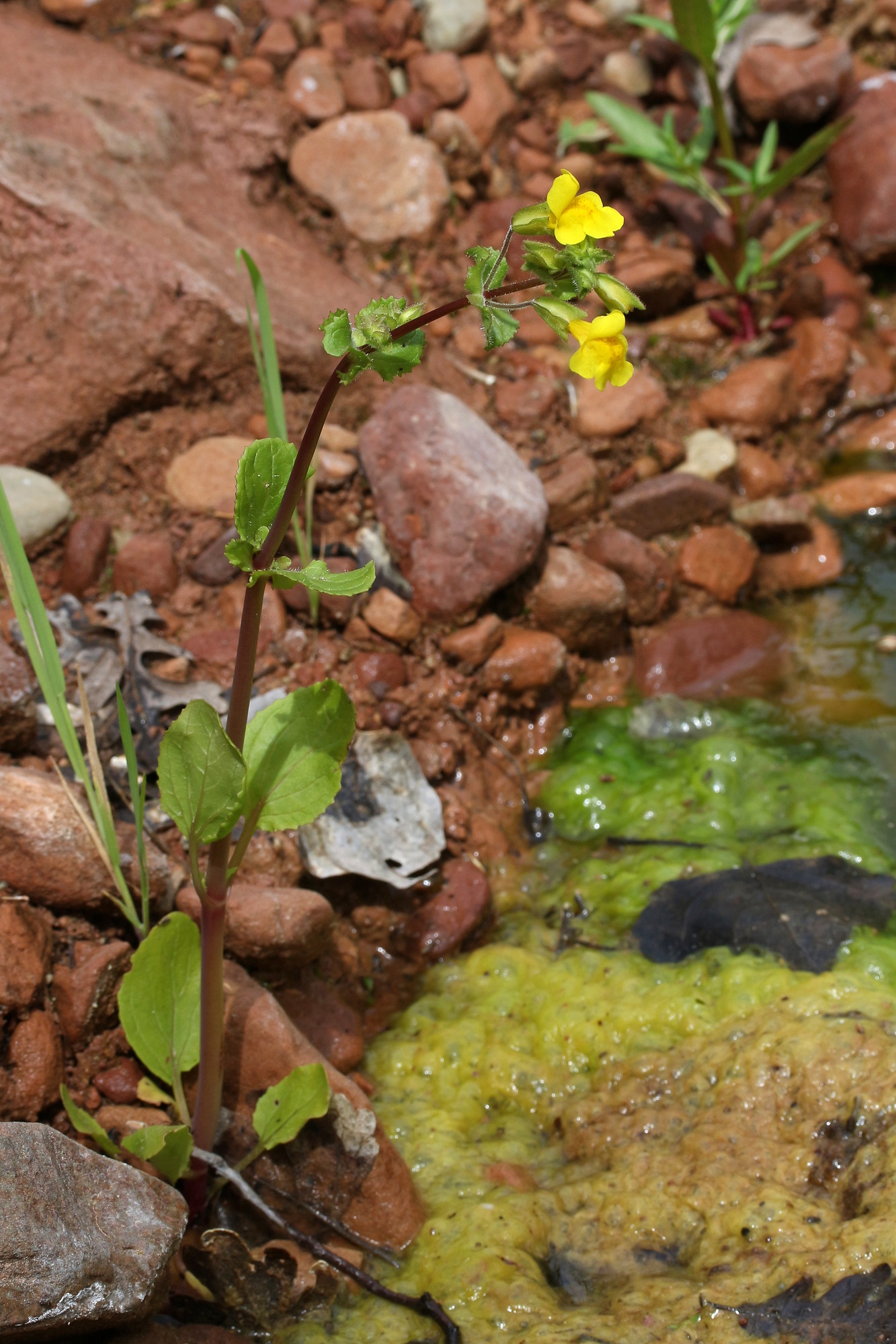 Mimulus guttatus, Yellow monkeyflower