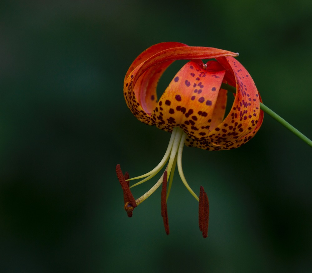 Turks Cap Lily