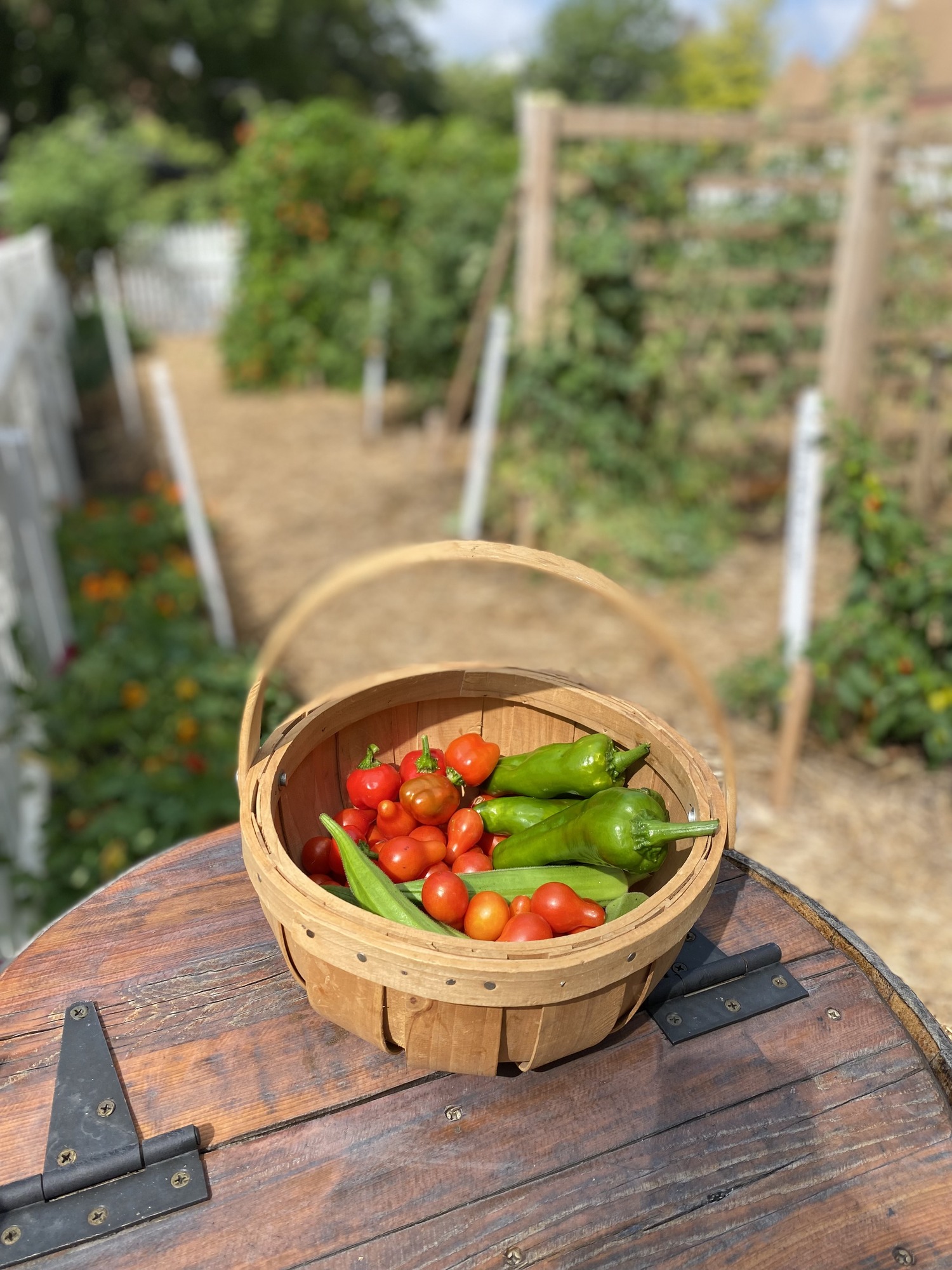 A basket of tomatoes and red and green peppers harvest from the garden.