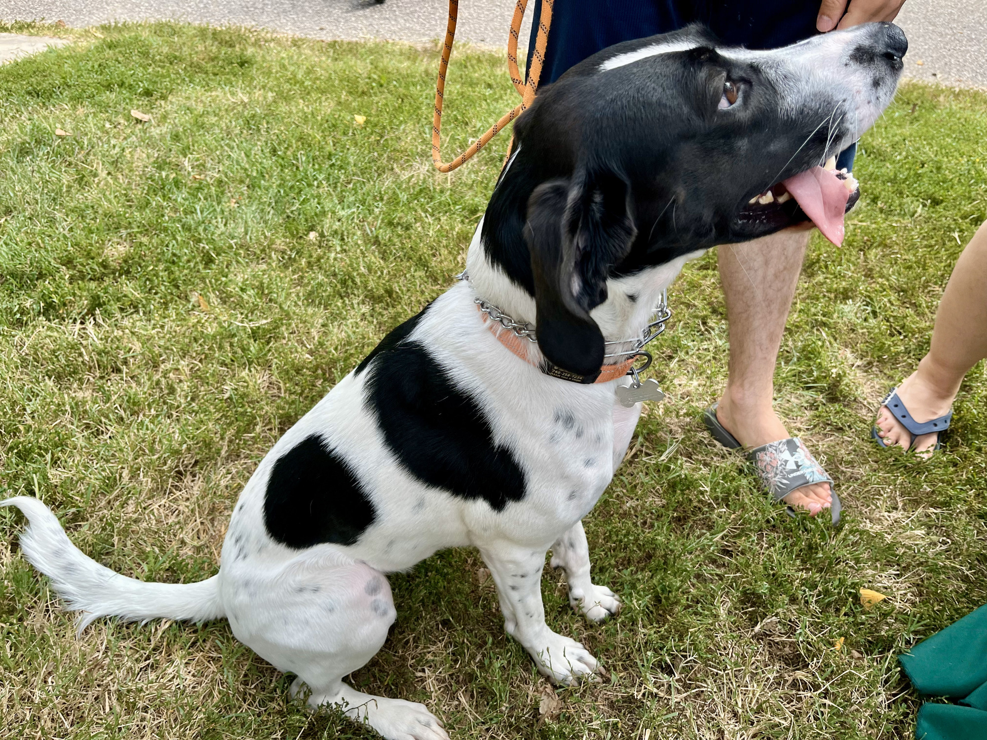 Dog at Patterson Park