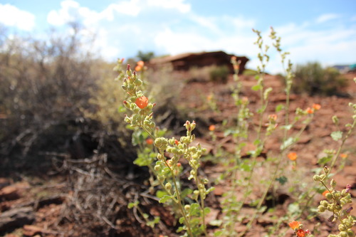 Dwarf Indian Mallow (Abutilon parvulum)
