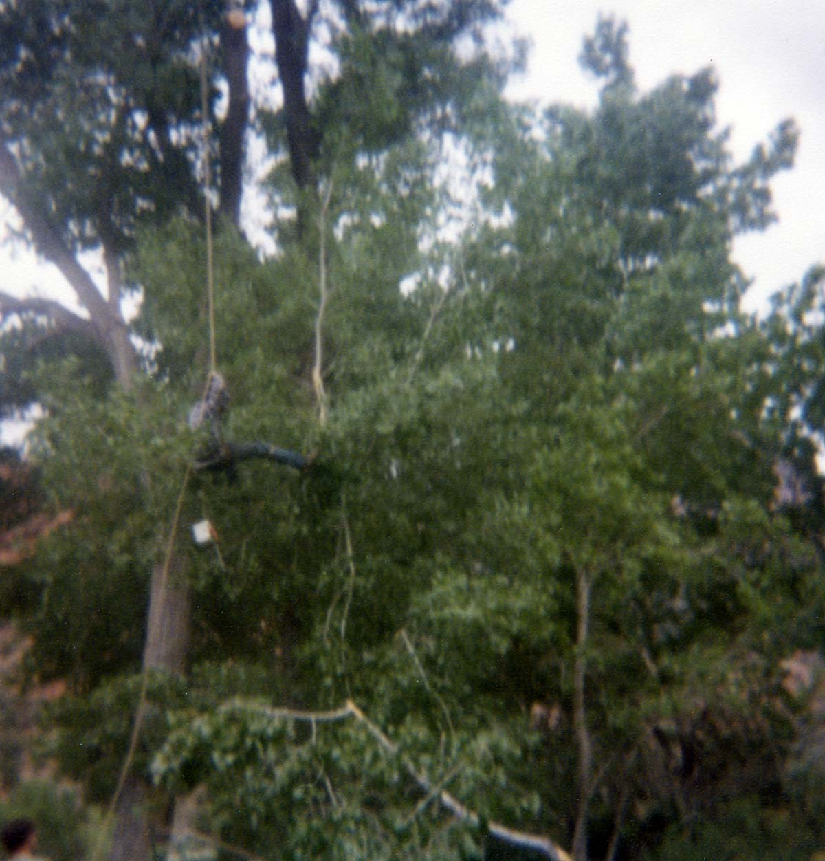 Arborist climbing tree with harness to prune branches, belayer in corner.