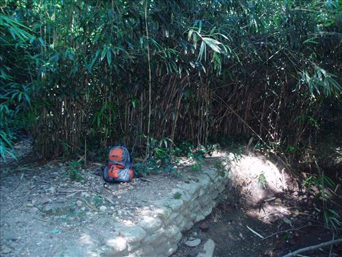 Exotic plant problems at Dumbarton Oaks - 07-22-07