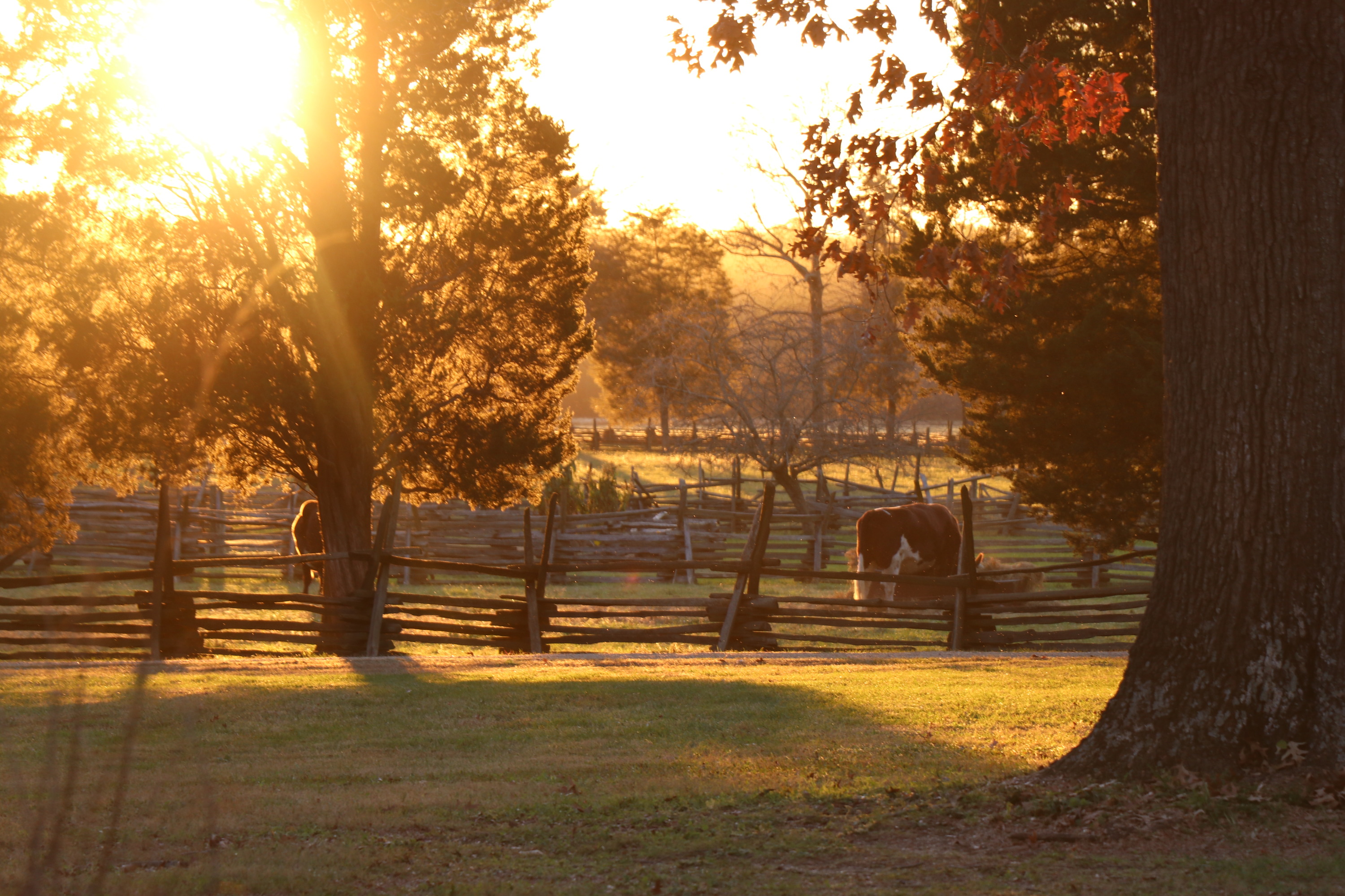 Sun shining through trees casting orange hue on oxen in pasture