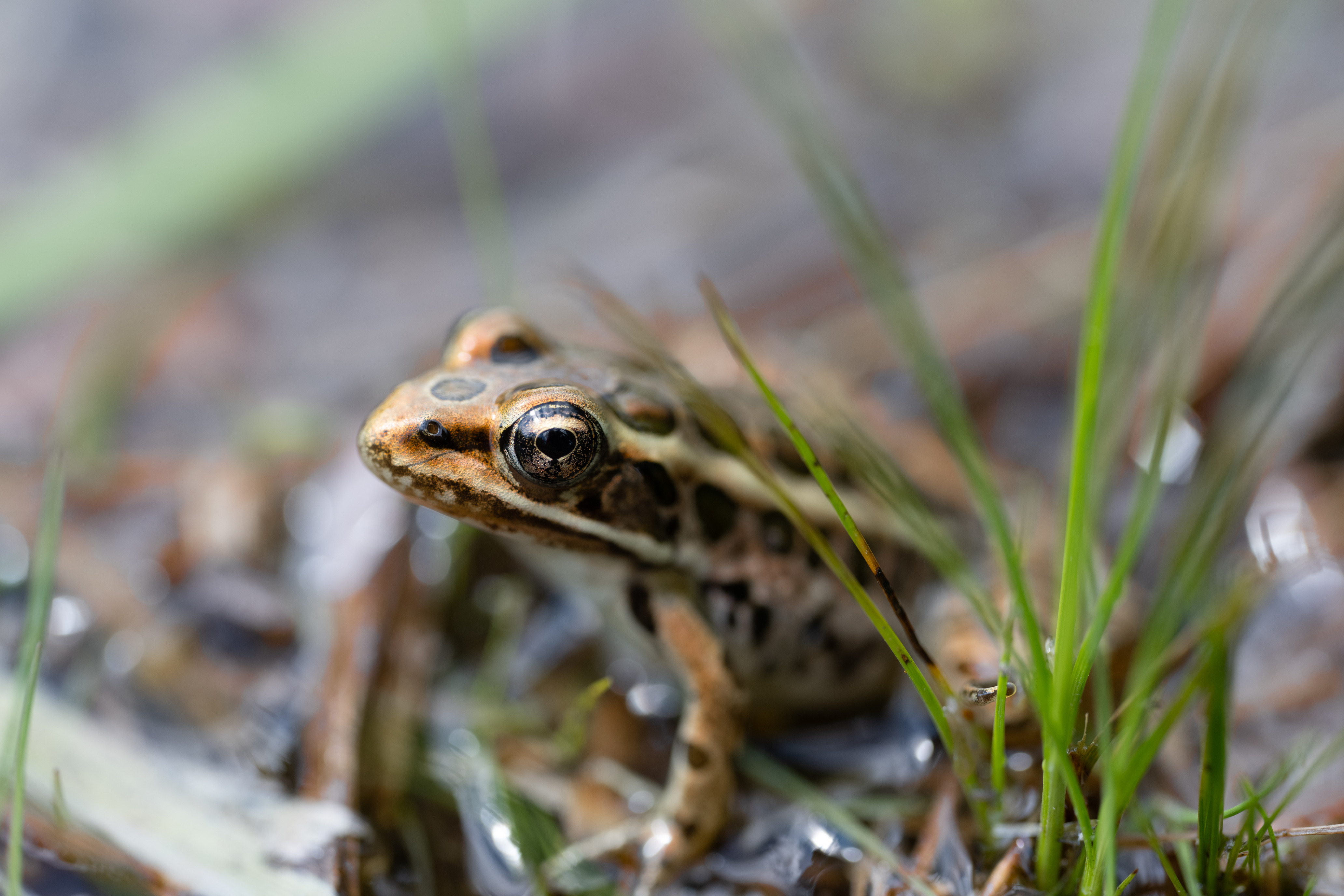 A brown, green, and black frog sits in the water at Sandbank Stream near a tuft of grass. The background is blurry, and the frog's eye is in focus. 