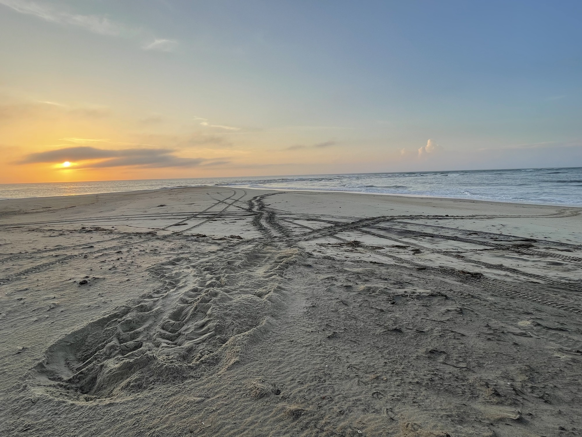 A loggerhead sea turtle nest laid at the tip of Cape Point.