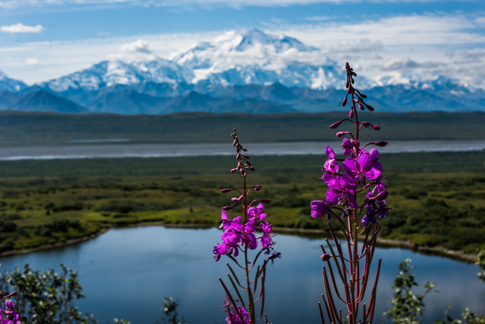 A landscape of hills, forests and a huge, snowy mountain