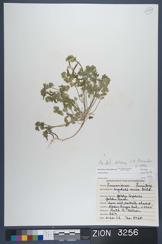 Herbarium Specimen Sheet 3256