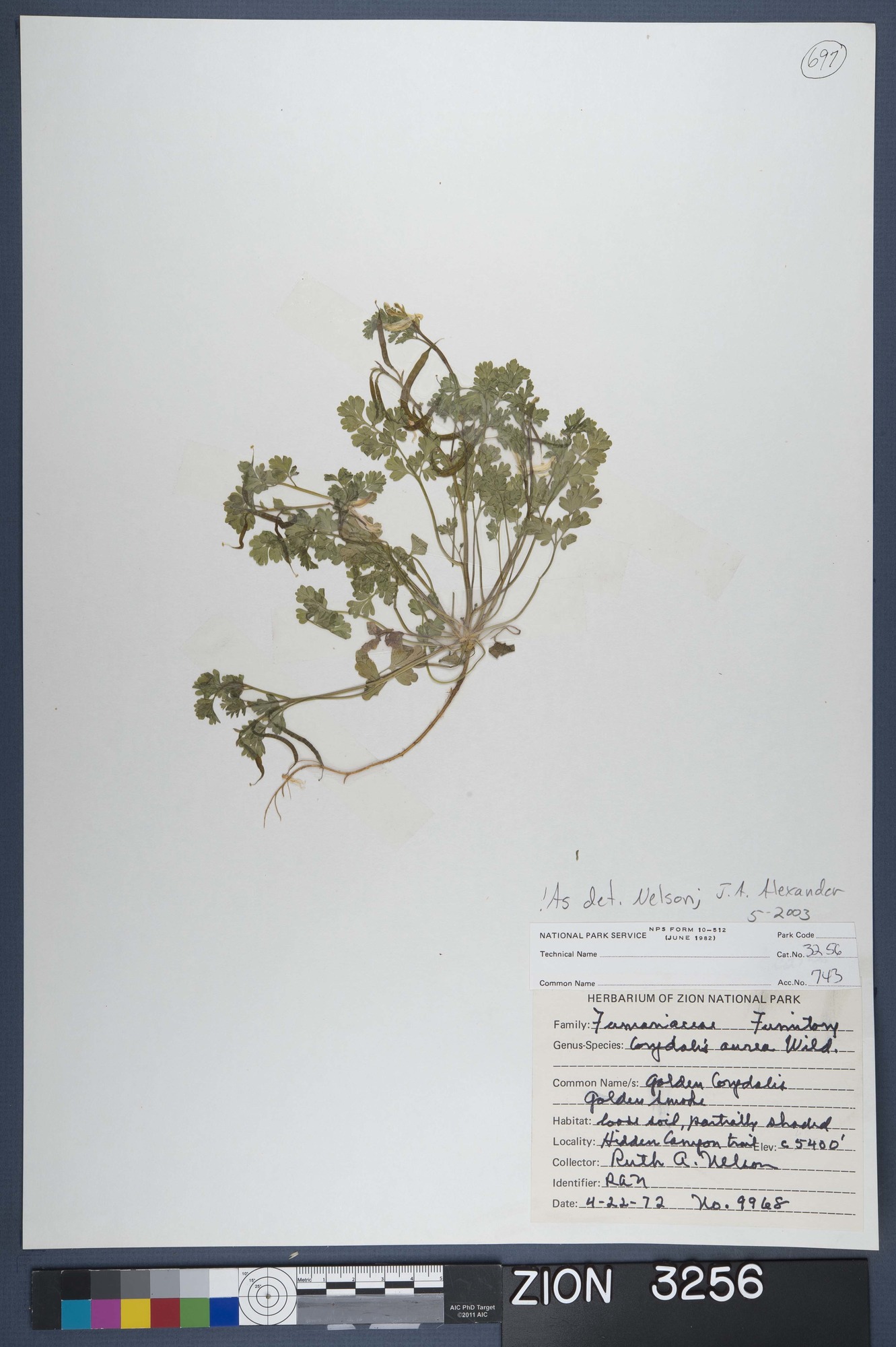 Herbarium Specimen Sheet 3256