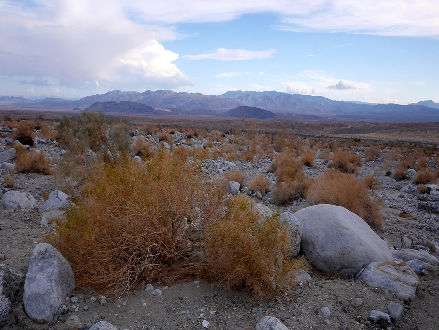 A desert landscape with orange scrub, smooth gray rocks, and mountains behind