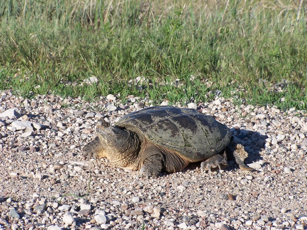 Snapping Turtle