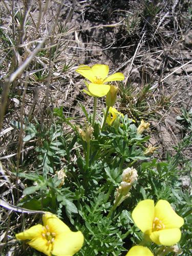 Selenia dissecta. Big Bend National Park, Dog Flat. February 2005