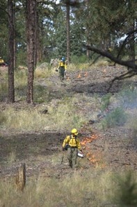 Two wildland firefighters in yellow shirts, green pants, and white hardhats carrying tools and drip torches walk downslope along a fireline with short orange flames in a ponderosa pine savanna.