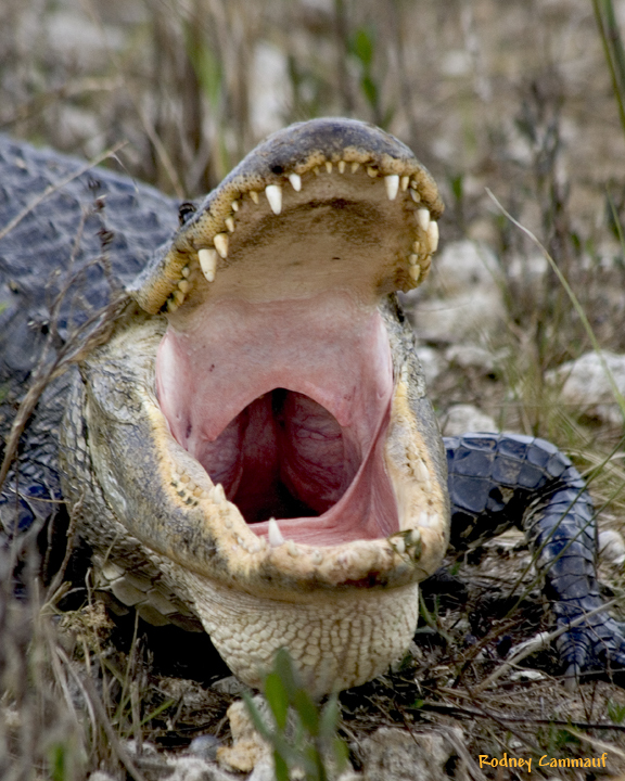 An alligator opens its mouth.
