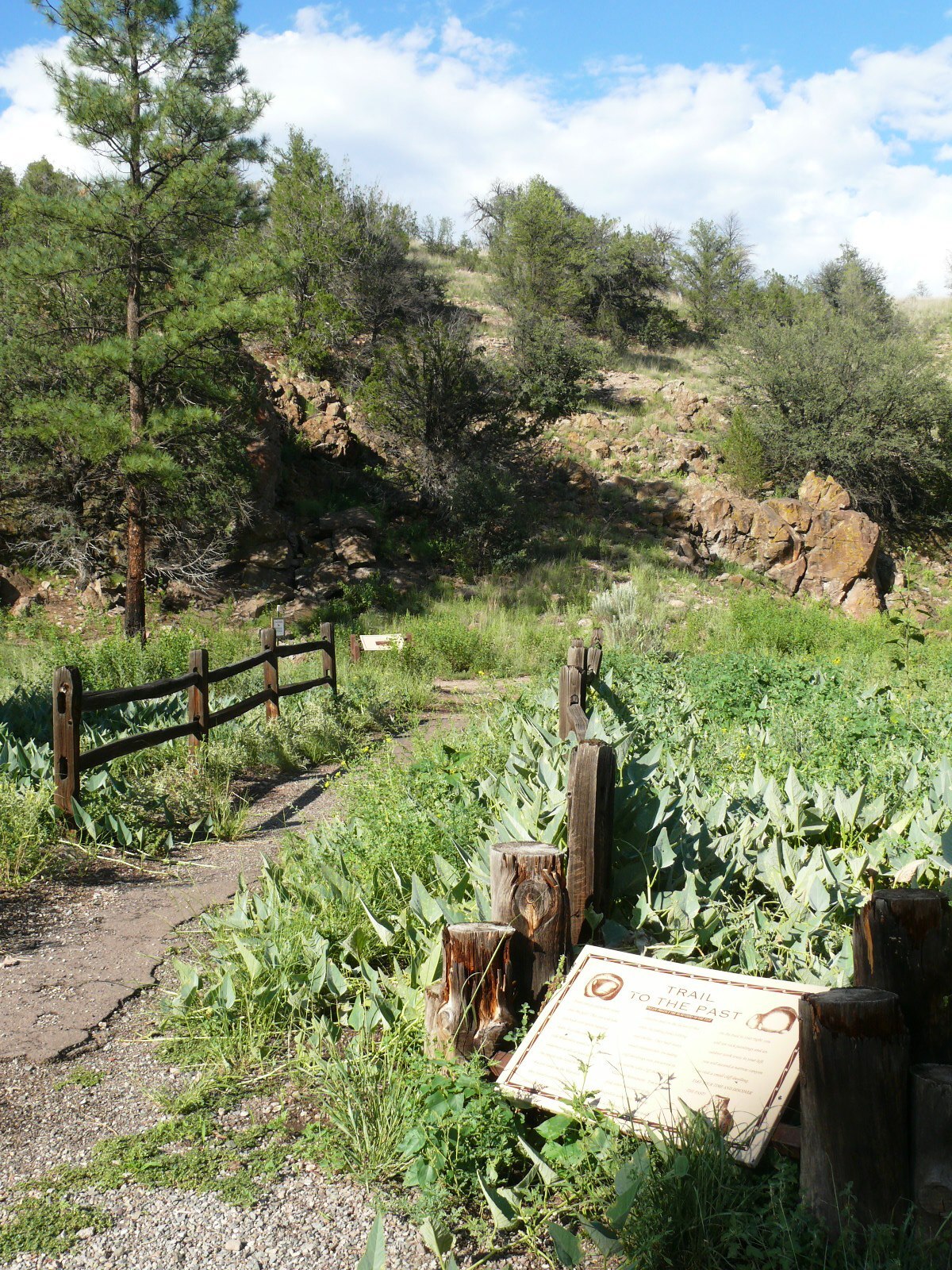 Gravel path and green shrubbery. 
